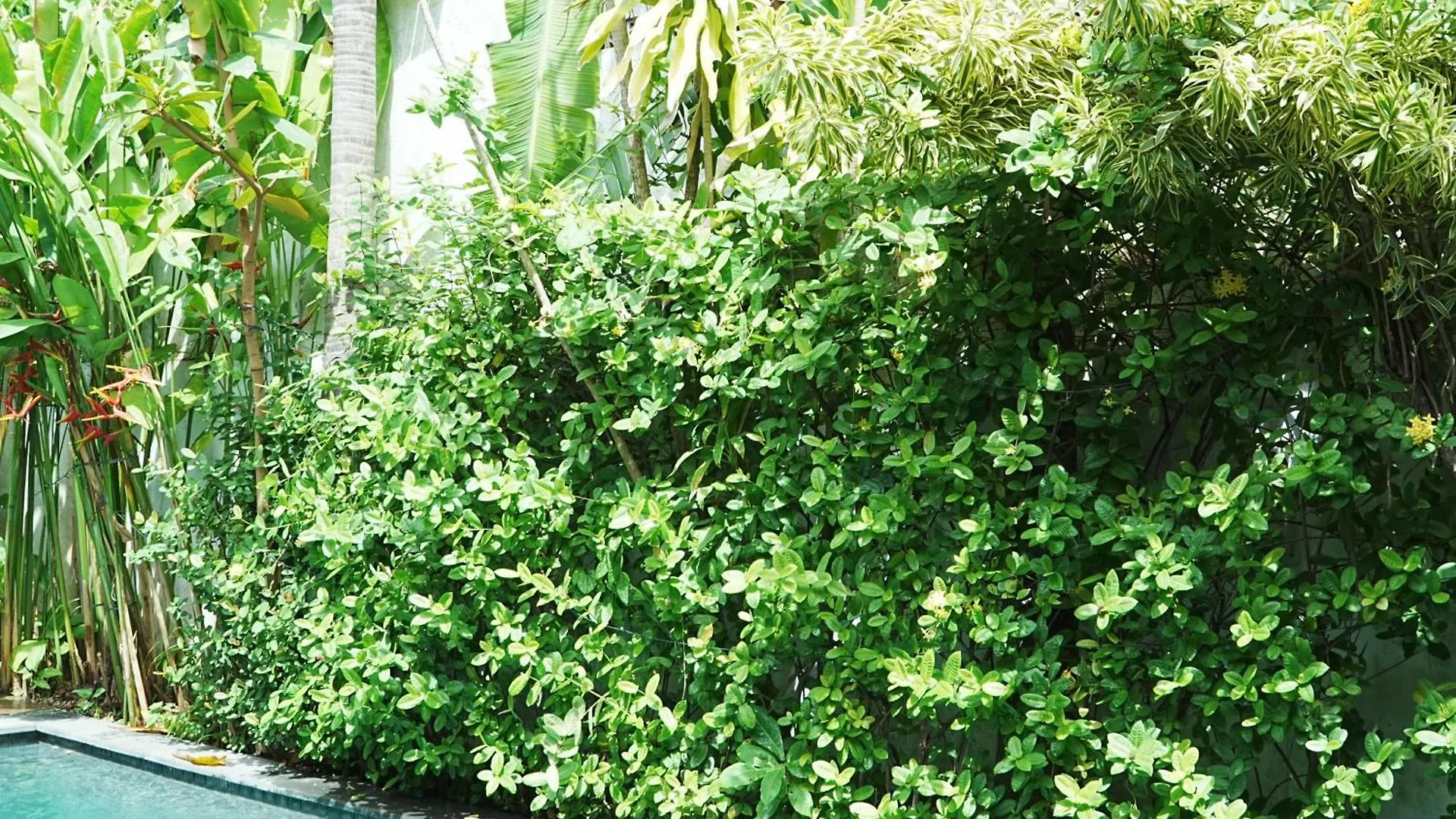 Forena Seminyak 0*,